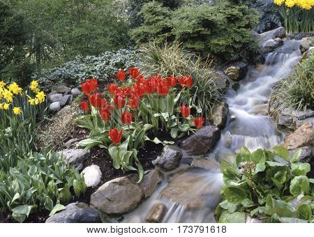 Tulip (tulipa) Is A Spring-blooming Perennial That Grow From Bulbs.