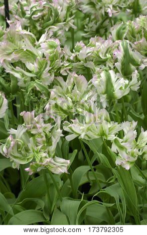 White Parrot Tulip