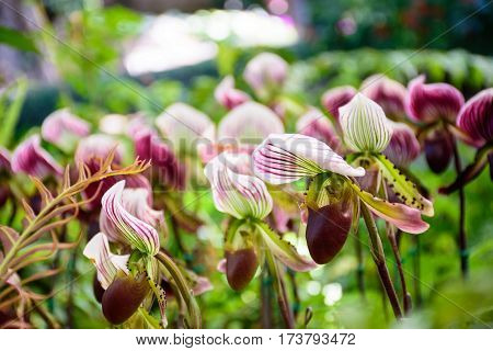 Paphiopedilum orchid flowers in park Chiang Rai Thailand