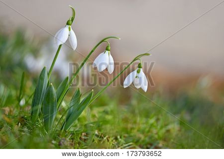 Spring flowers - snowdrops. Beautifully blooming in the grass at sunset. Amaryllidaceae - Galanthus nivalis