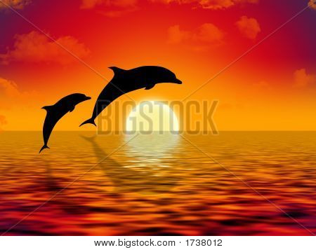 Natación delfines