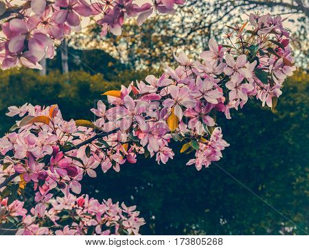 Close up of apple tree blooms on sunny spring morning. Beautiful spring tree pink blossoms background. Branch with flowers of an apple-tree of Nedzvetsky (Malus niedzwetzkyana). Pink flowers of apple.
