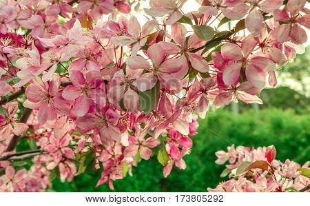 Close up of apple tree blooms on sunny spring morning. Beautiful spring tree pink blossoms background. Branch with flowers of an apple-tree of Nedzvetsky (Malus niedzwetzkyana). Pink flowers of apple.