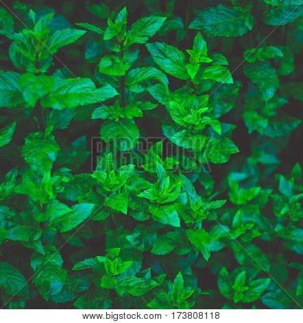 Pepper mint leaves at the nature. Green mint leaves in sunset light.