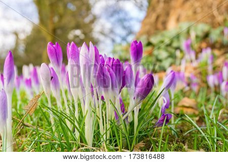 Violet Crocuses in spring. Blooming Crocuses. Spring Flowers. Purple Crocuses. Spring awakening. Bunch of Crocuses, Meadow full of Crocuses. Close-up of Crocus.