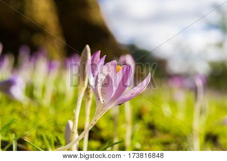 Violet Crocuses in spring. Blooming Crocuses. Spring Flowers. Purple Crocuses. Spring awakening. Bunch of Crocuses, Meadow full of Crocuses. Close-up of Crocus.