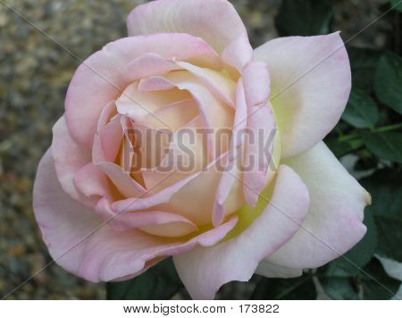 Tea Rose Elle