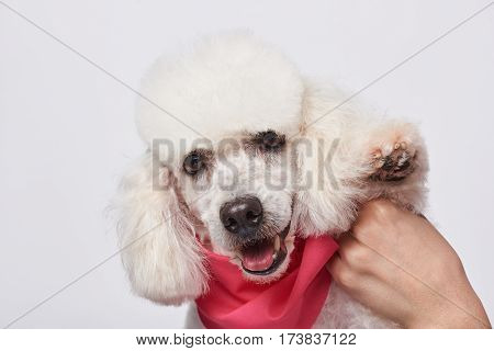 Holding Poodle Paw Up