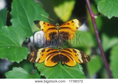 ปรับปรุงคริมสันผีเสื้อ Longwing