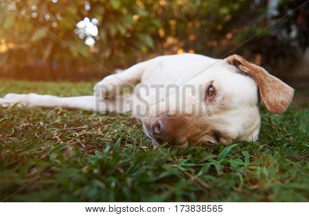 Lazy Brown Labrador Dog