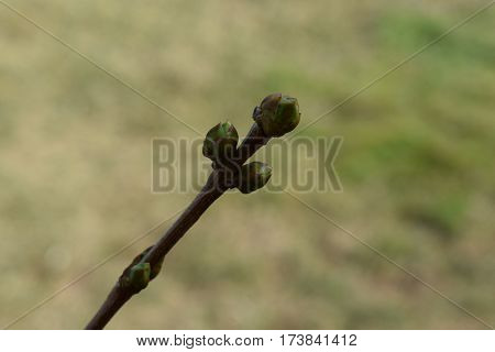 bud lilac awakening of spring and flowers