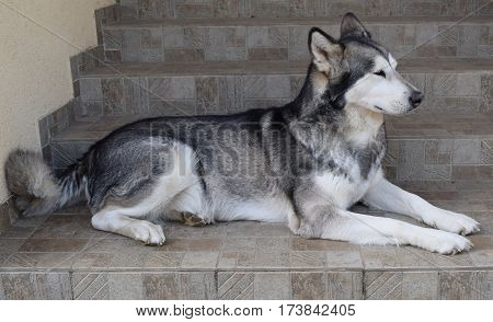 alaskan malamute enjoys resting in spring day