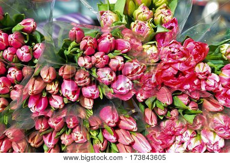Rose tulips flowers for sale. Many bouquets.