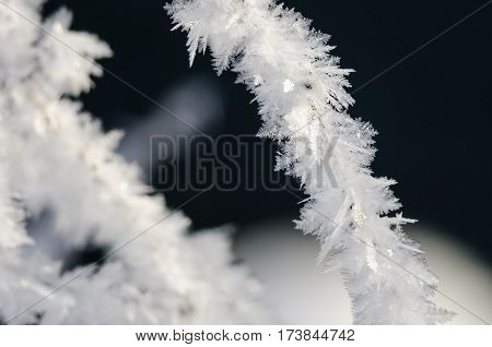 Icy Frost Crystals Clinging to the Frozen Winter Foliage