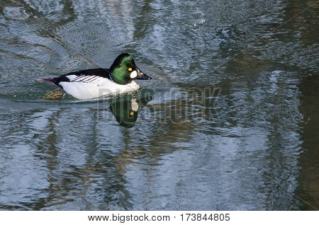 Common Goldeneye Swimming in the Cold Blue Water
