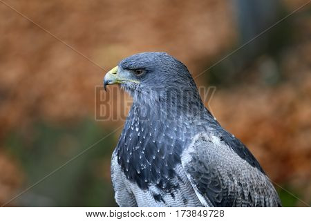Aguja great is a species of bird of prey family Accipitridae.