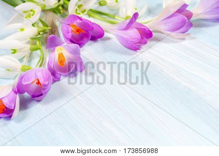 Flower arrangement with crocuses and snowdrops