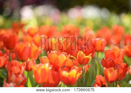 Beautiful red tulip garden in the morning sunrise