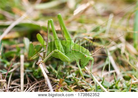 Grasshopper on a green leaf. macro  photo