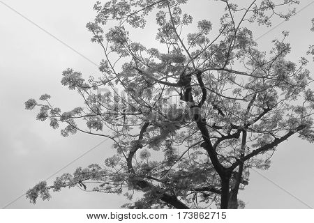 Tamarine tree with the red flower for background and pattern. Black and white version.