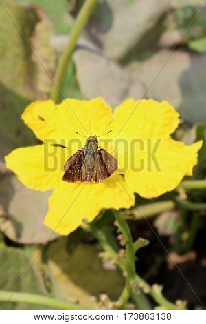 Insect sit on beautiful flower in park in New Delhi, India