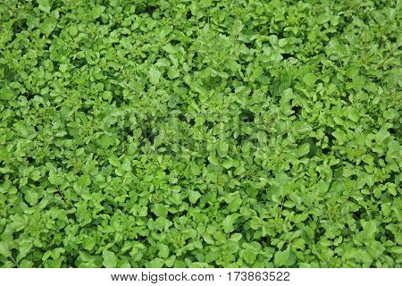 green watercress plants in growth at vegetable garden