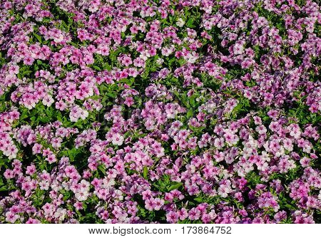 Beaitiful Purple Pansy Flower Under Sunlight