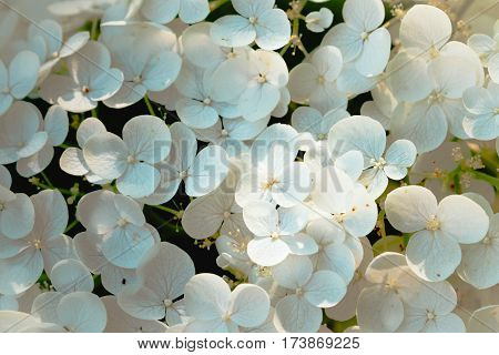 Fresh spring background with gently white flowers blooming. Beautiful colorful hortensia blooming in garden, outdoor nature photography