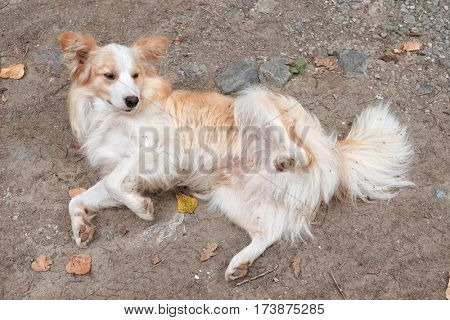 a dog lying on back is getting ready to be stroked his belly, Serbia