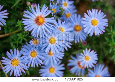 Autumn perennial aster blue on a green background.