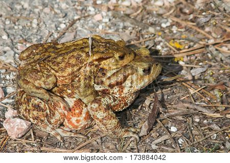 Portrait of two sweet toads in love