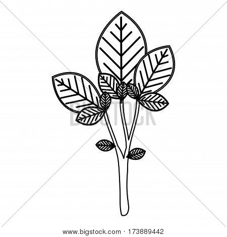 sketch silhouette large ramifications with oval leaves vector illustration
