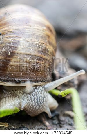 Garden Snail In The Garden Soil