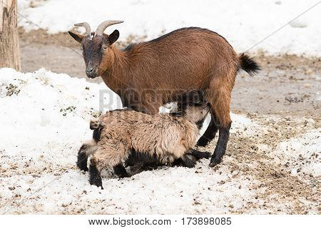 A baby lamb sucks the milk of the goat farm