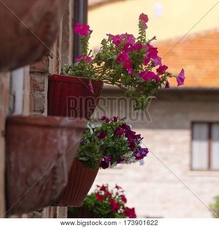 Flowers on a wall of an inhabited house in italian small town