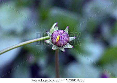 Beautiful Flower in park and garden in New Delhi, India