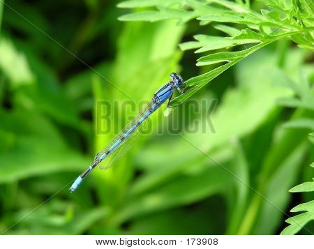 Bluet Damselfly