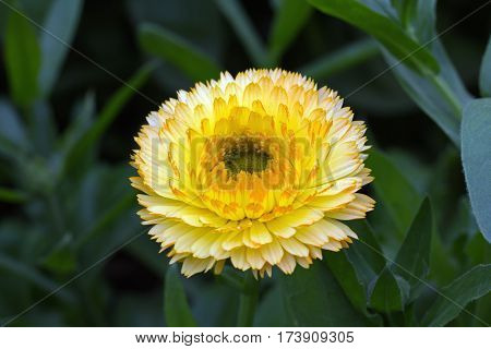 Beautiful Flower in park and garden in New Delhi, India