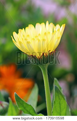 Beautiful Flower in park and garden in New Delhi, India