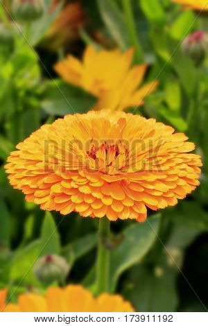 Beautiful Flower in park and garden in New Delhi, India