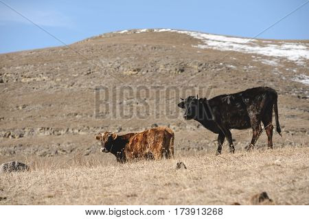 Caucasian bulls and cows on the mountain pastures in the tract near Mount Elbrus on a background of beautiful rocks and blue sky
