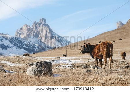 Caucasian bulls and cows on the mountain pastures in the tract near Mount Elbrus on a background of beautiful rocks and blue sky