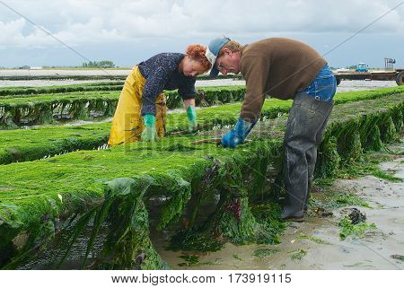 GRANDCAMP-MAISY, FRANCE - JULY 03, 2008: Unidentified farmers work at oyster farm at low tide in Grandcamp-Maisy, France.