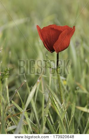 Blooming red anemone in the grass with dew