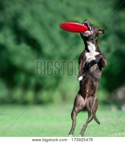 american staffordshire terrier catches the frisby disk