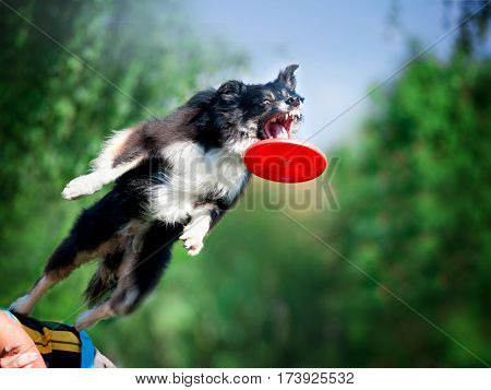 jumping border collie catching the frisby disk