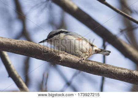 Eurasian or wood nuthatch Sitta europaea close-up portrait on tree selective focus shallow DOF