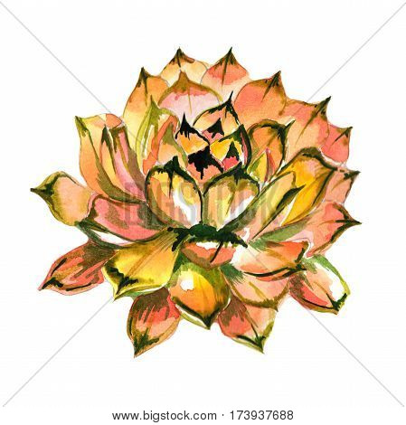Wildflower succulentus flower in a watercolor style isolated. Full name of the plant: succulentus. Aquarelle wild flower for background, texture, wrapper pattern, frame or border.