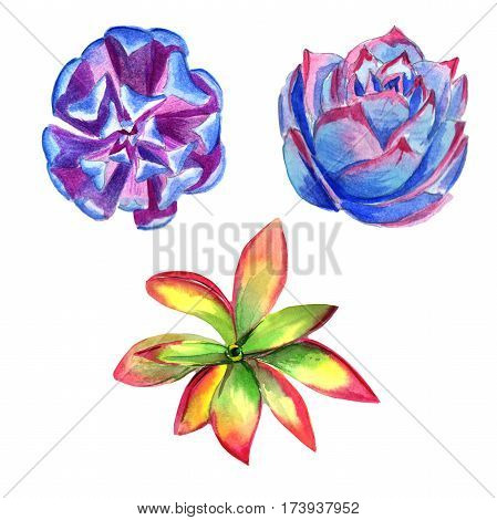 Wildflower succulentus flower in a watercolor style isolated. Full name of the plant: succulentus. Aquarelle wild flower for background, texture, wrapper pattern, frame or border.