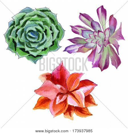 Wildflower succulentus flower in a watercolor style isolated. Full name of the plant: succulentus. Aquarelle wild flower for background, texture, wrapper pattern, frame or border.